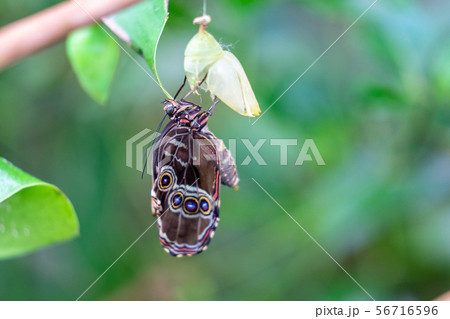 Closed wing butterfly near cocoons, at rest 56716596