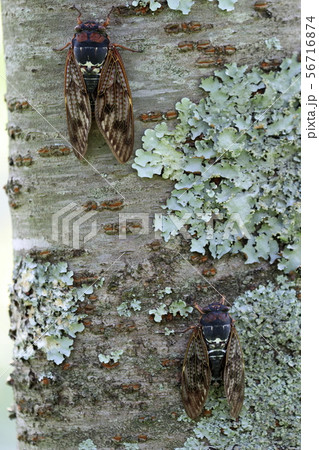 二匹のセミ 56716874