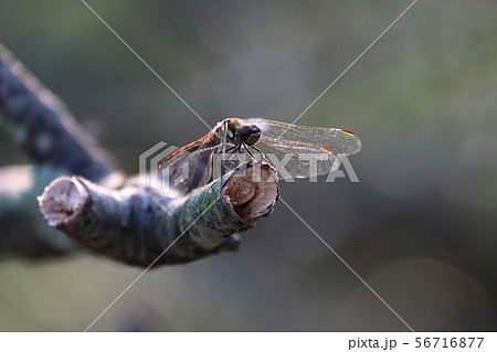 正面を見据えるトンボ‼ 56716877