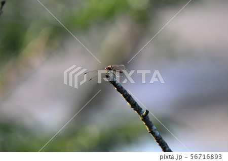 朝日を浴びるトンボ 56716893