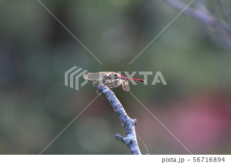 朝日を浴びまくるトンボ 56716894