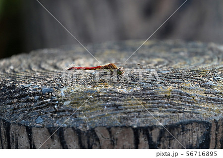 コンクリート製切り株（だいぶ傷んでます）とトンボ 56716895