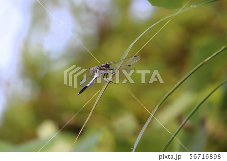 葉っぱとにらめっこしているトンボ 56716898