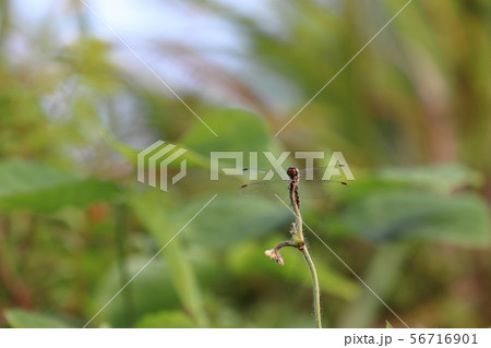 何か考えていそうなトンボ 56716901