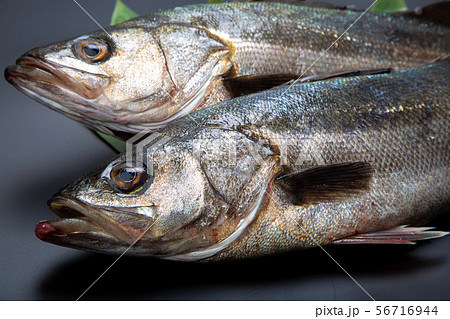 すずき　魚 56716944