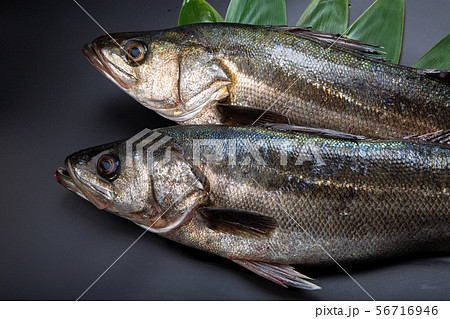 すずき 魚 すずき 魚 56716946