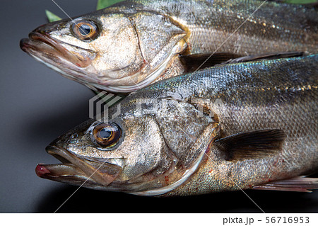 すずき　魚 56716953