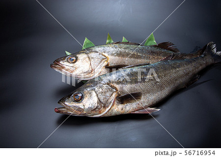 すずき 魚 すずき 魚 56716954