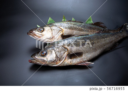 すずき 魚 すずき 魚 56716955