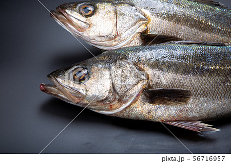 すずき　魚 56716957