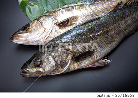 すずき 魚 すずき 魚 56716958