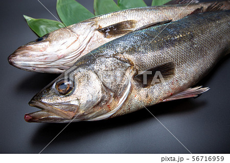 すずき　魚 56716959