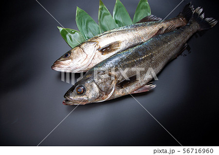 すずき　魚 56716960