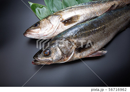 すずき 魚 すずき 魚 56716962