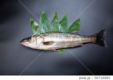 すずき　魚 56716965