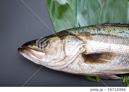 すずき　魚 56716966