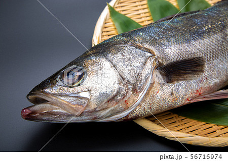 すずき　魚 56716974