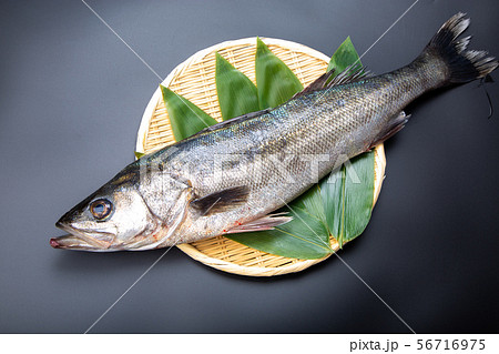 すずき　魚 56716975