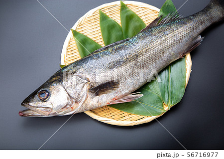 すずき　魚 56716977