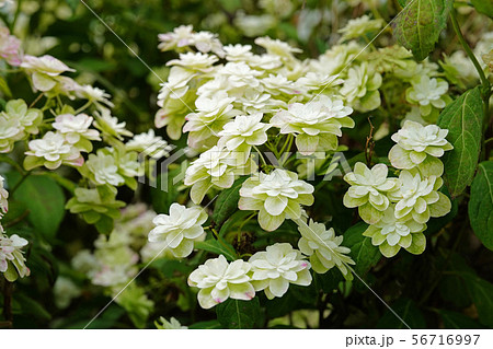 美しい八重のヤマアジサイ 56716997