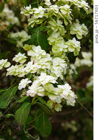 美しい八重のヤマアジサイ 56717003