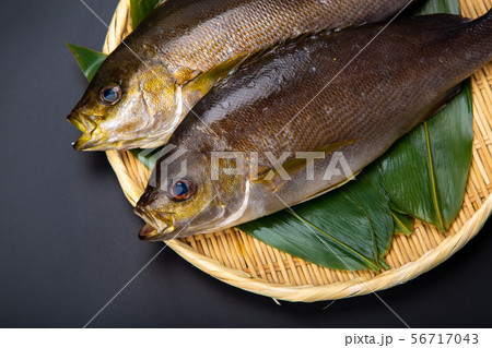 イサキ 魚 イサキ 魚 56717043