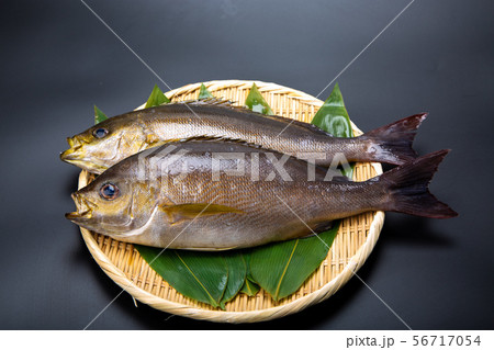 イサキ　魚 56717054