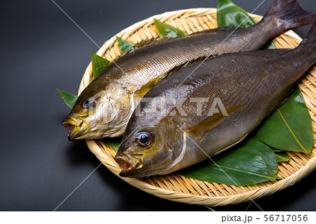 イサキ 魚 イサキ 魚 56717056