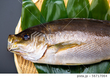 イサキ　魚 56717064