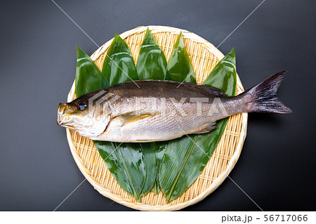イサキ 魚 イサキ 魚 56717066