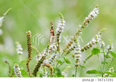 ヒメアカタテハ 56717291