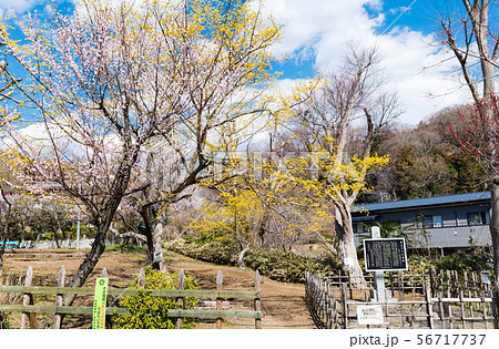 高尾梅郷 関所梅林 小仏関所跡 （東京都八王子市） 2019年3月 56717737