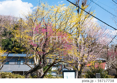 高尾梅郷 関所梅林 小仏関所跡 （東京都八王子市） 2019年3月 56717738