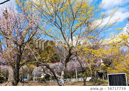 高尾梅郷 関所梅林 小仏関所跡 （東京都八王子市） 2019年3月 56717739