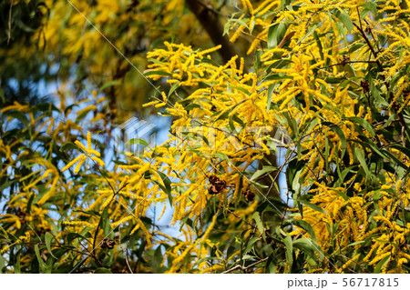 Wattle or Acacia auriculiformis little bouquet Wattle or Acacia auriculiformis little bouquet 56717815
