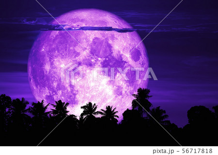 super snow moon back silhouette tree on night sky super snow moon back silhouette tree on night sky 56717818