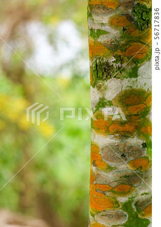 Fungal plant diseases on the bark of trees Causing 56717836