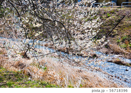 高尾梅郷 遊歩道梅林 （東京都八王子市） 2019年3月 56718396