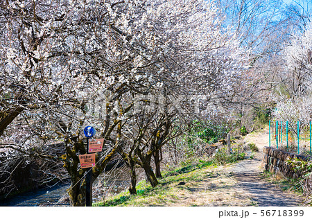 高尾梅郷 遊歩道梅林 （東京都八王子市） 2019年3月 56718399