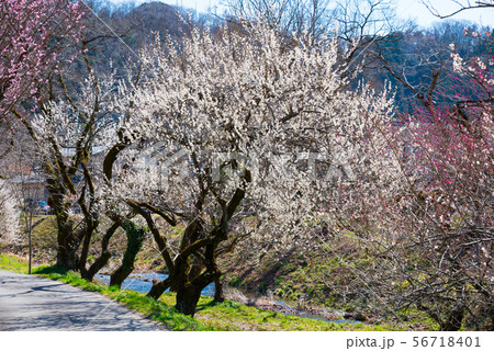 高尾梅郷 遊歩道梅林 (東京都八王子市) 2019年3月 高尾梅郷 遊歩道梅林 (東京都八王子市) 2019年3月 56718401