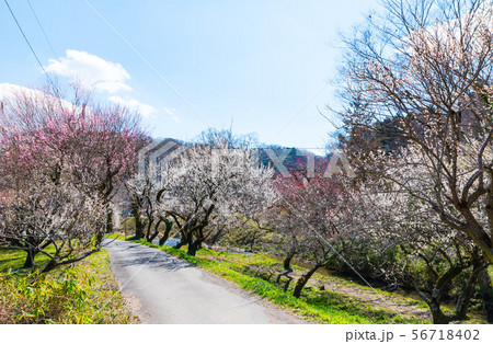 高尾梅郷 遊歩道梅林 （東京都八王子市） 2019年3月 56718402