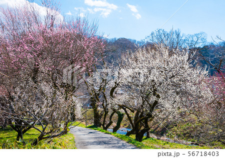 高尾梅郷 遊歩道梅林 （東京都八王子市） 2019年3月 56718403