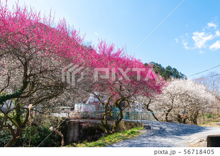 高尾梅郷 遊歩道梅林 (東京都八王子市) 2019年3月 高尾梅郷 遊歩道梅林 (東京都八王子市) 2019年3月 56718405