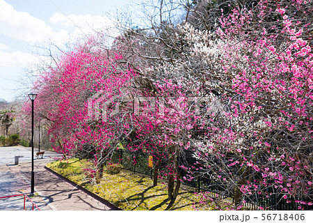 高尾梅郷遊歩道 駒木野公園 （東京都八王子市） 2019年3月 56718406