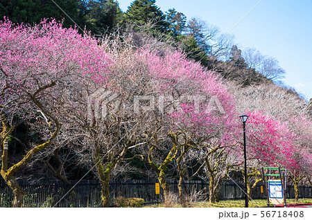 高尾梅郷遊歩道 駒木野公園 (東京都八王子市) 2019年3月 高尾梅郷遊歩道 駒木野公園 (東京都八王子市) 2019年3月 56718408