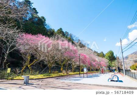 高尾梅郷遊歩道 駒木野公園 （東京都八王子市） 2019年3月 56718409