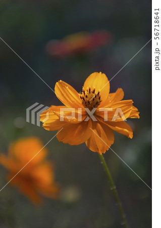 Beautiful flower tsiniya from the summer garden Beautiful flower tsiniya from the summer garden 56718641
