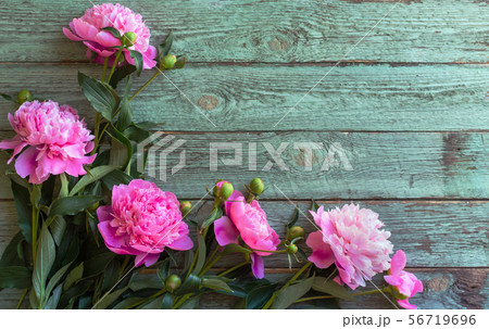 Pink peony flowers on blue wooden table. womans day or wedding background. 56719696