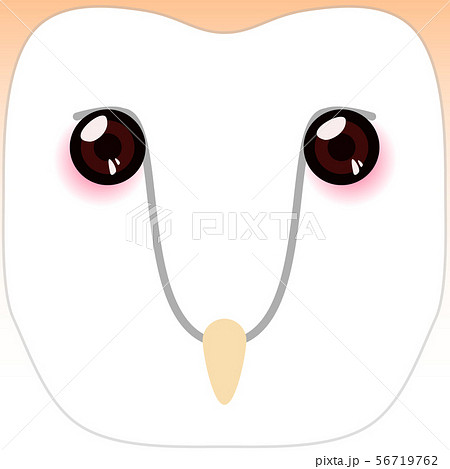 Barn Owl face 56719762