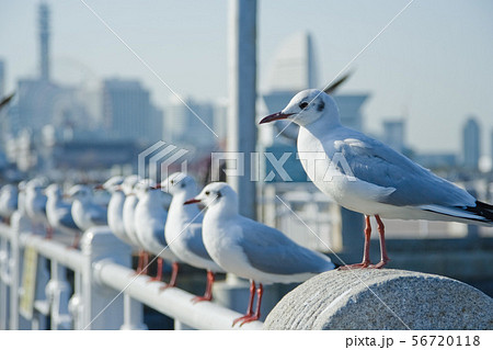 横浜市山下公園の海鳥たち 横浜市山下公園の海鳥たち 56720118